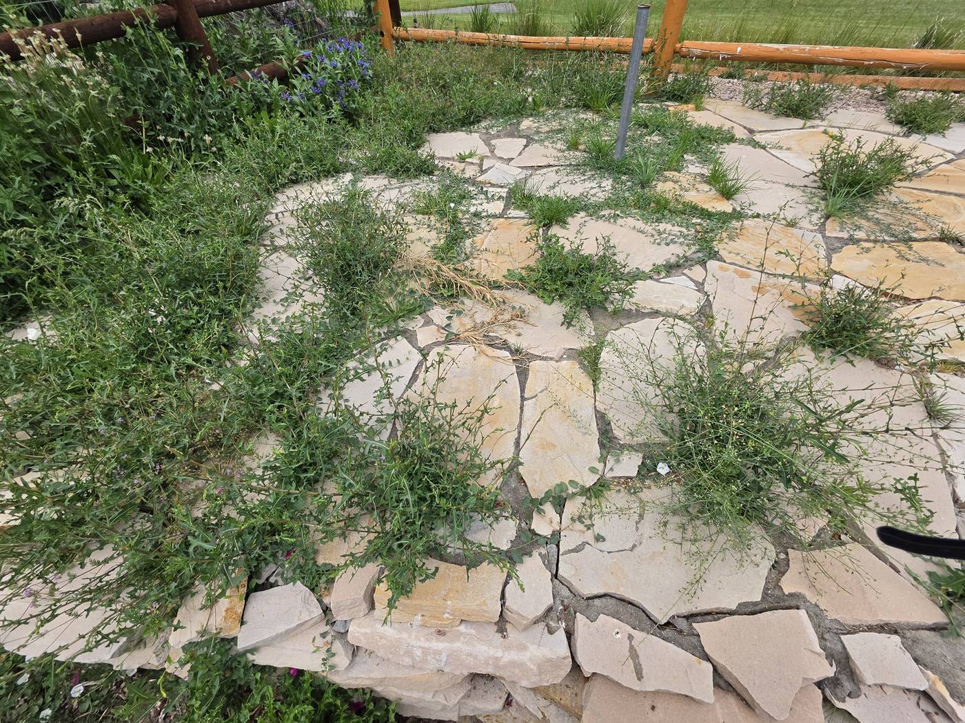 Before: weedy flagstone, ready for replacement